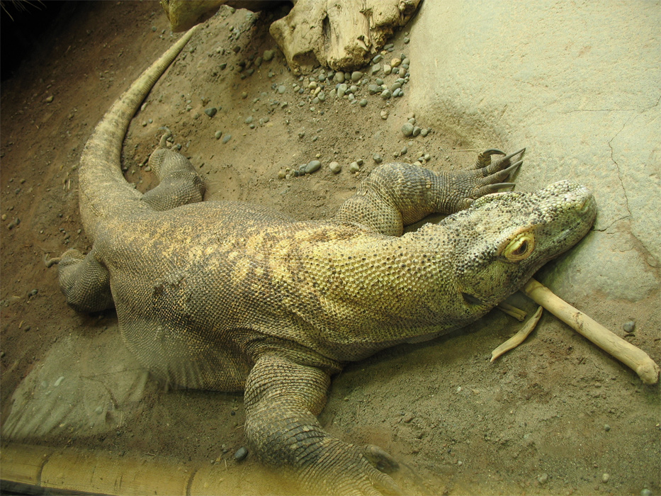 Large Photo
