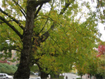 Fall trees starting