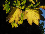 Translucent leaves