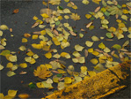 Fall in the gutter