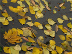 Fall in the gutter
