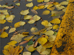 Fall in the gutter