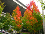 Divided foliage