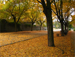 Fall at Tops