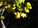 Translucent leaves