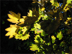 Translucent leaves