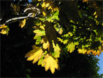 Translucent leaves