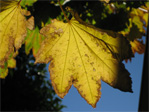 Translucent leaves
