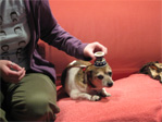 Dante looks sheepish about his new hat.