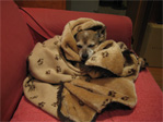 Dante in his cozy