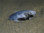 Oyster