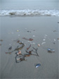 Sea stuff.