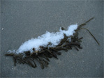 Snow and seaweed.