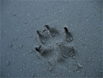 Dogprint.