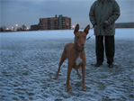 Egyptian pharaoh hound on Revere Beach.