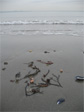 Sea stuff.