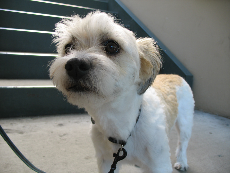 Dog outside Trader Joe’s