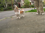 Basset hound in Montlake