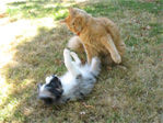 Ozzie and Forrest playing