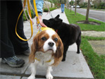 Spaniel and schipperke in Monlake