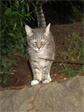Cat on Franklin Avenue