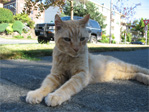 Bobtail cat on Minor and Lynn