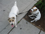 Coco and Hugo outside Thai 65