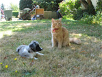 Ozzie and Forrest