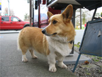 Corgi outside Louisa’s