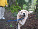Golden retriever at the arboretum