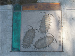 Terrestrial crustaceans at the east corner of Eastlake and Garfield.