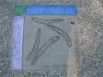 Parasitic worms in ducks and geese at the east corner of Eastlake and Boston.