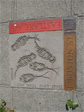 Rotifers, with stiff shells and heavy spines, at the northwest corner of Eastlake and Boston.