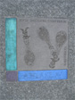 Habrotrocha, with a membranous protective flask, at the southeast corner of Eastlake and Louisa.