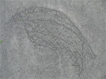 Salmon sidewalk etchings under the I-5 overpass on Eastlake Avenue between Allison and Harvard.