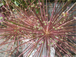 Bouquet of something crazy