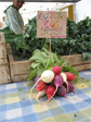 Posey of Easter egg radishes