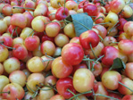 Rainier cherries