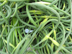 Garlic top tangle
