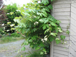 Grapevine in the alley behind our apartment