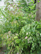 Silver dollar plant in the alley