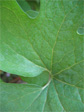 Leaf in the wildflower garden