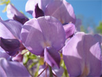 Wisteria