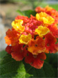 I don’t know what these flowers are