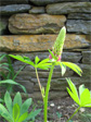 Lupin