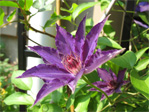 Clematis