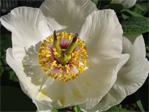 Tree peony