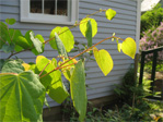 Leaves