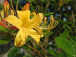 Azalea