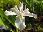 Iris